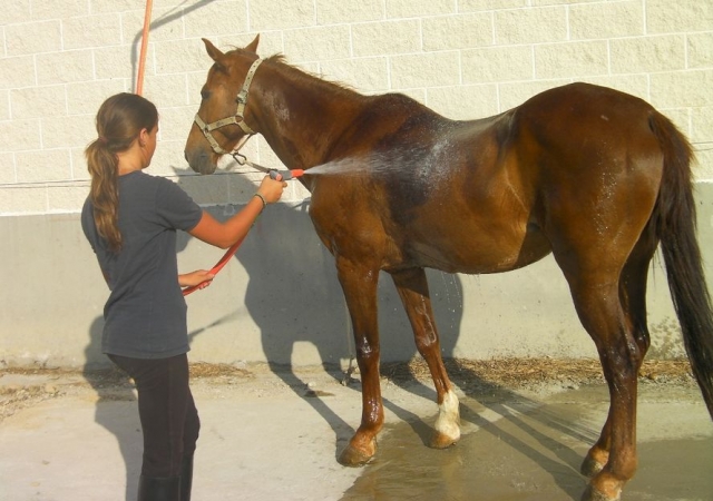 limpiando el caballo